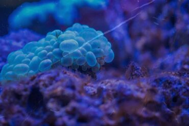 Twilight Music Sculpture released Bio Feedback.