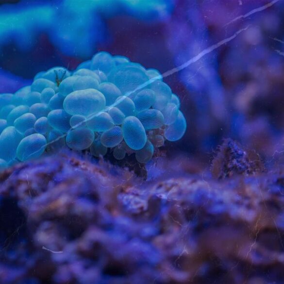 Twilight Music Sculpture released Bio Feedback.