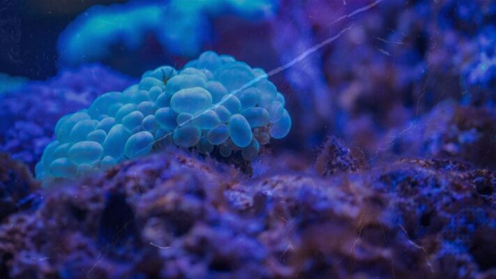 Twilight Music Sculpture released Bio Feedback.