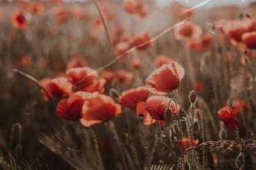 Inessa releases a sunset groove called Demetria