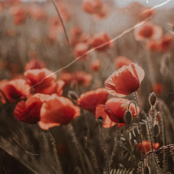 Inessa releases a sunset groove called Demetria