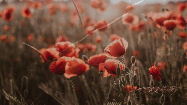 Inessa releases a sunset groove called Demetria