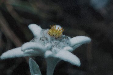 Avraan his second release on Tanzgemeinschaft, called Edelweiss