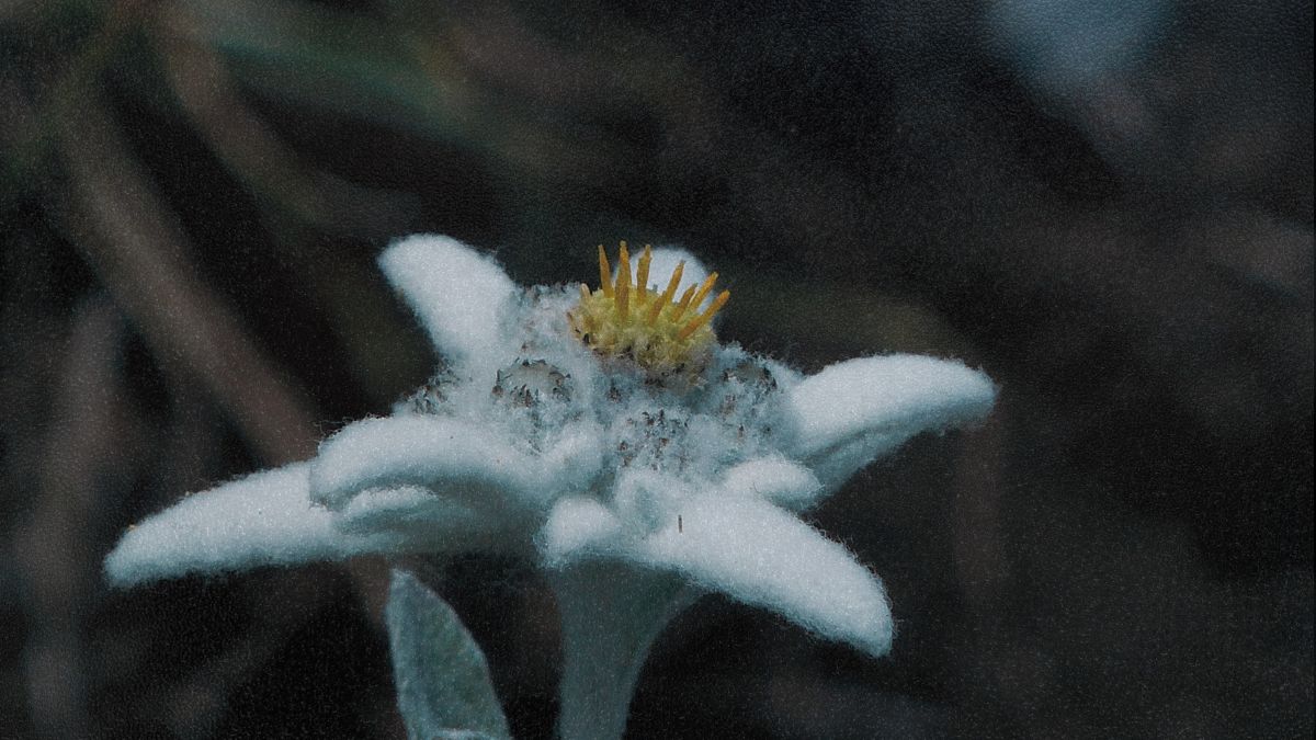 Avraan his second release on Tanzgemeinschaft, called Edelweiss