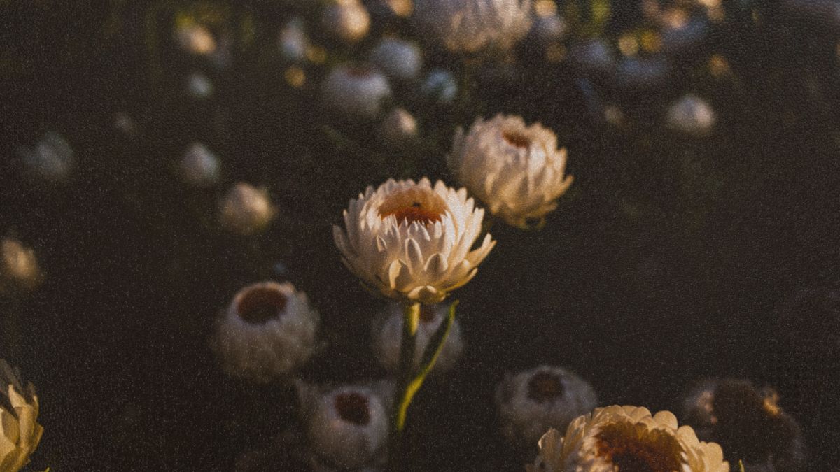 Elle Jae releases Until we meet again